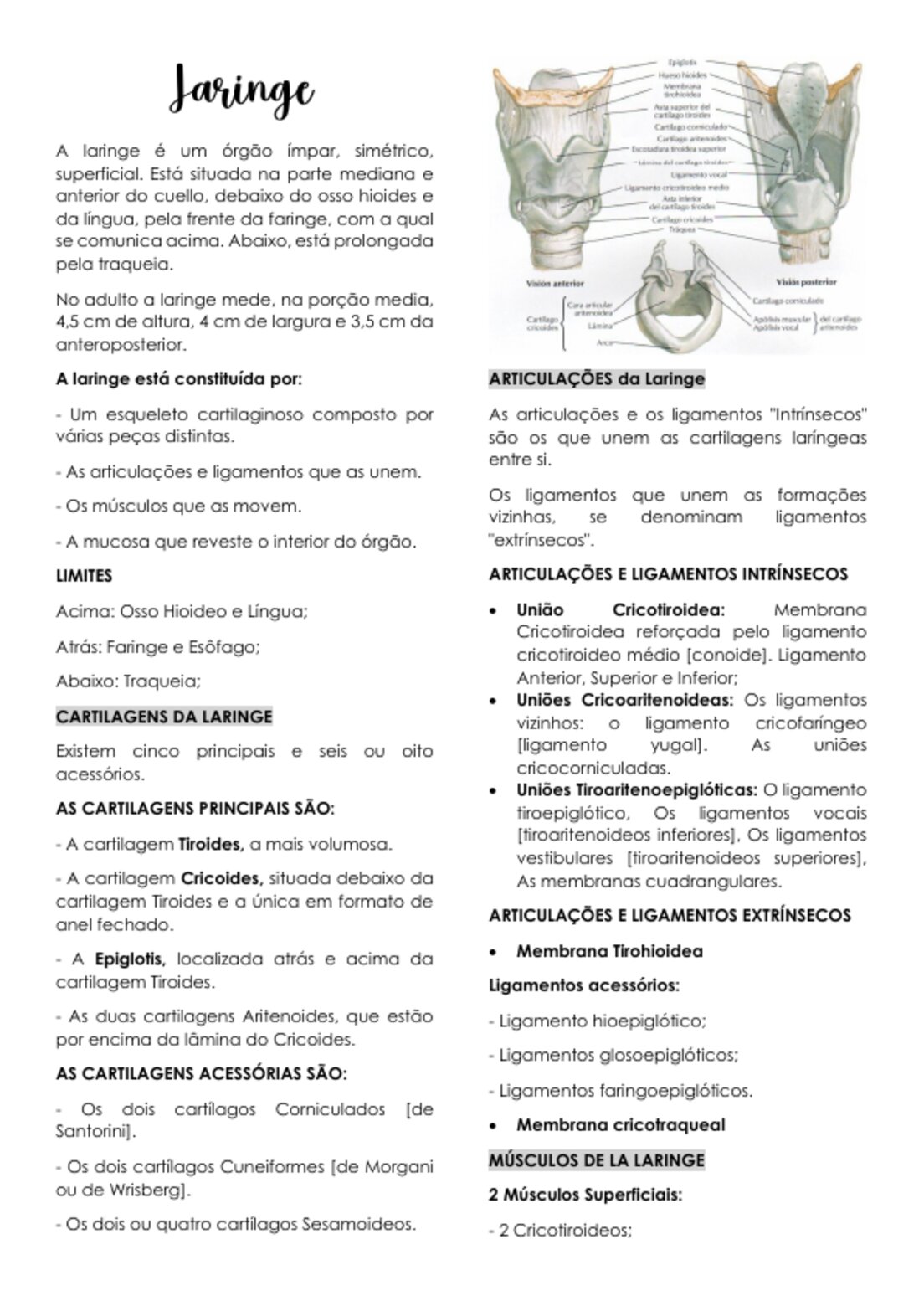 anatomia da laringe e faringe
