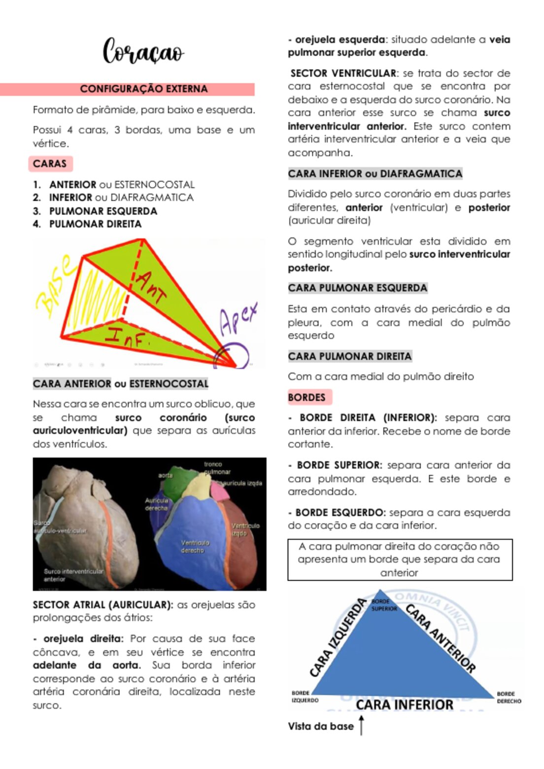 anatomia do coração e diafragma (resumo) preview